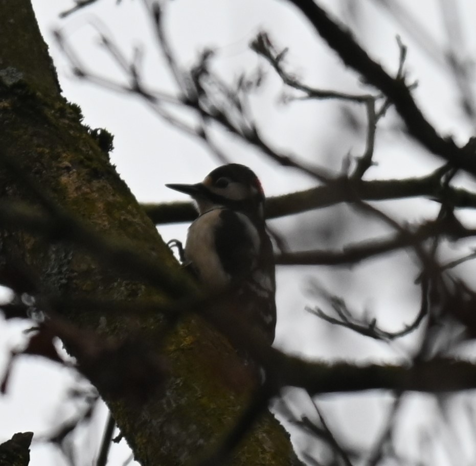 Great Spotted Woodpecker - ML628360712