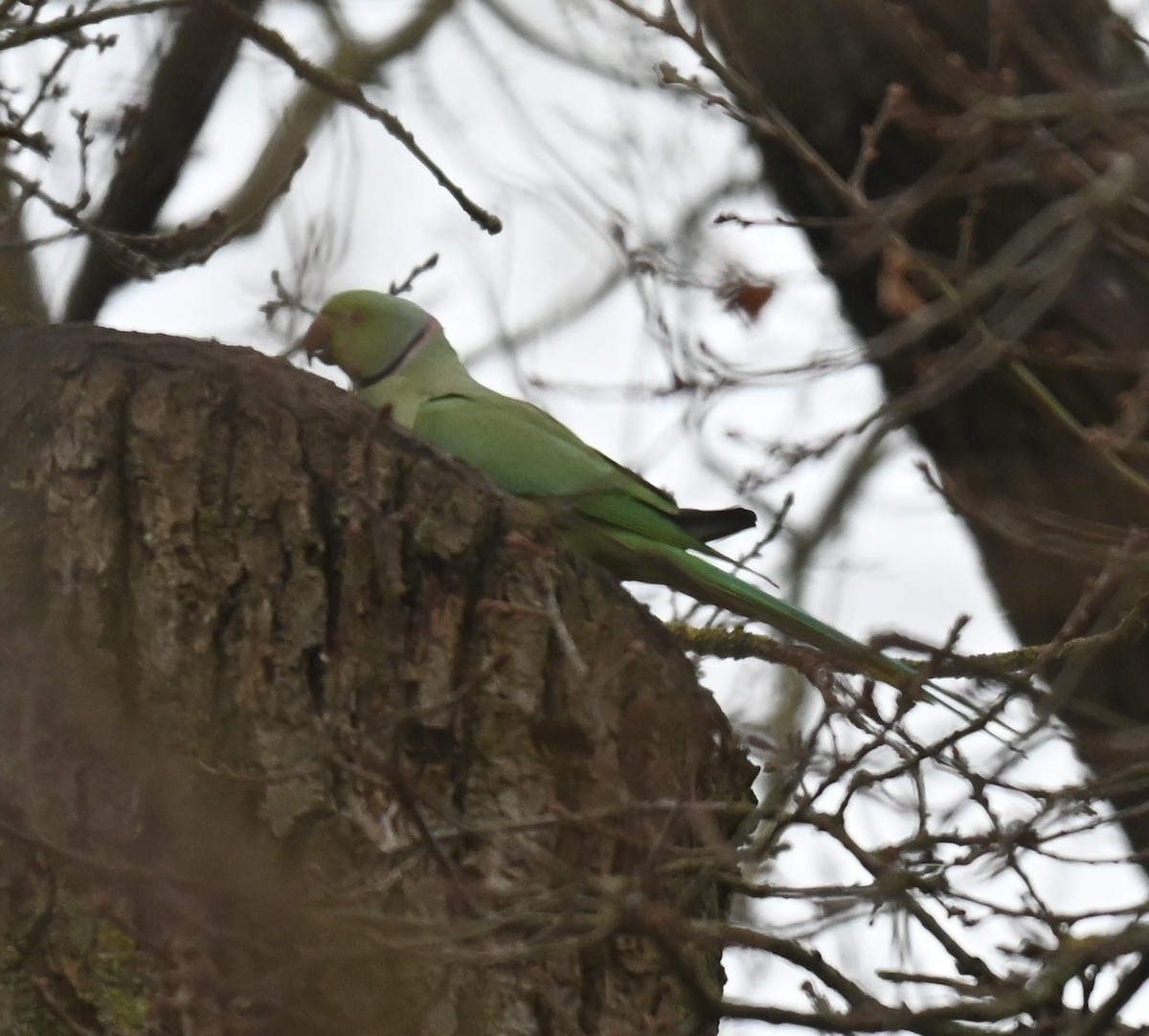 Rose-ringed Parakeet - ML628360718