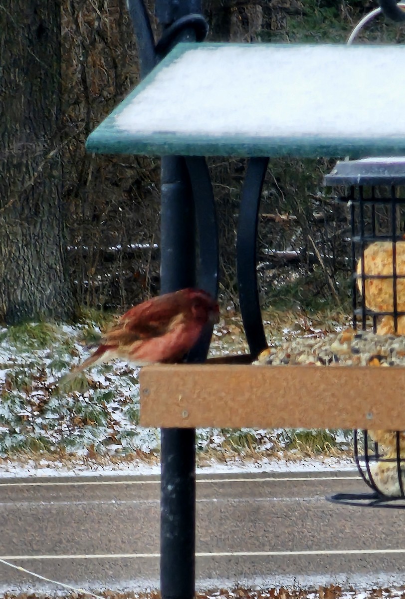 Purple Finch - ML628361058