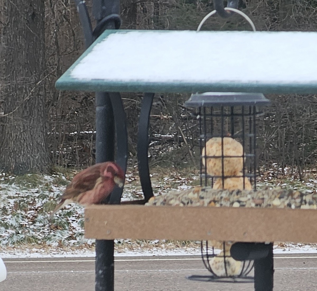 Purple Finch - ML628361059