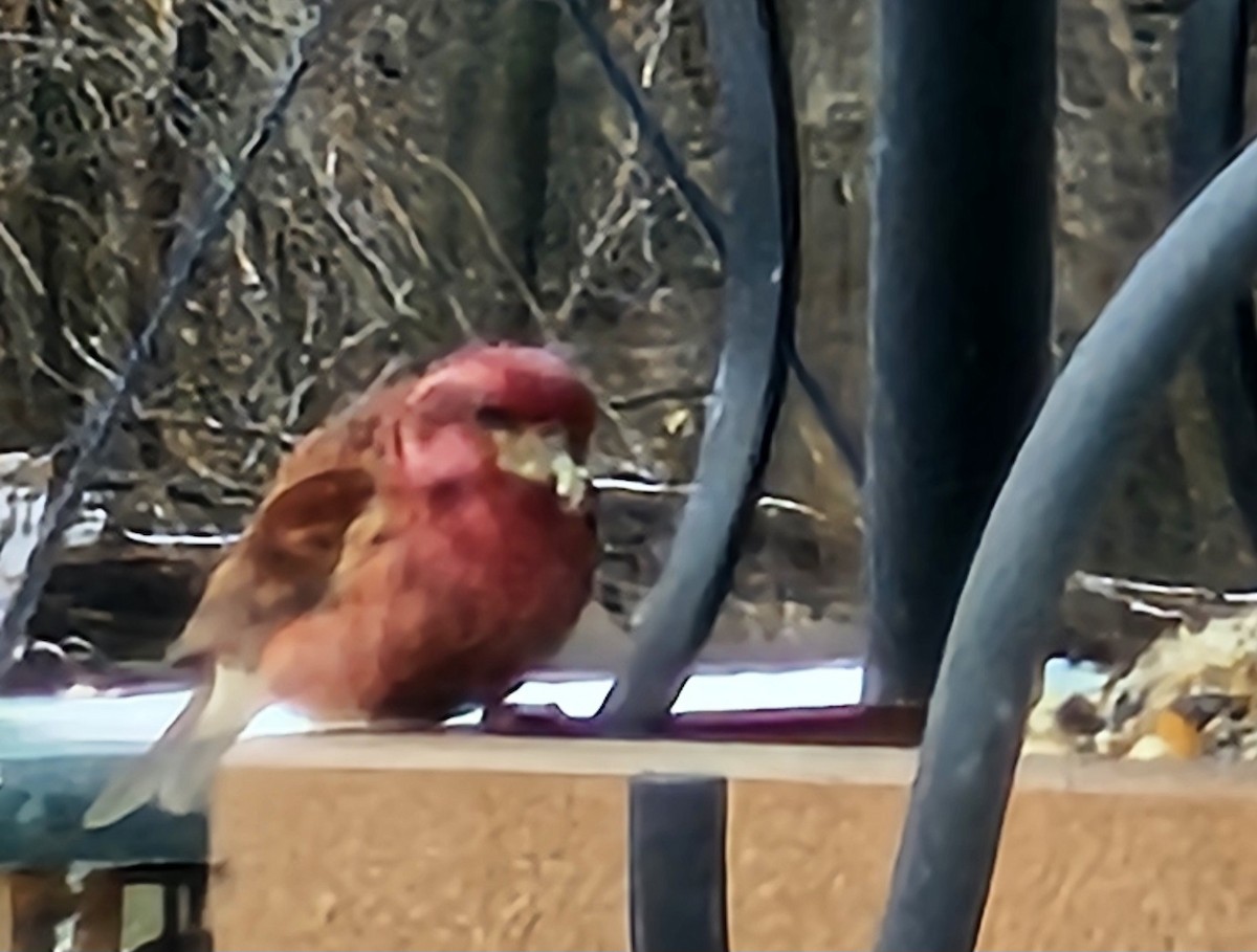 Purple Finch - ML628361077