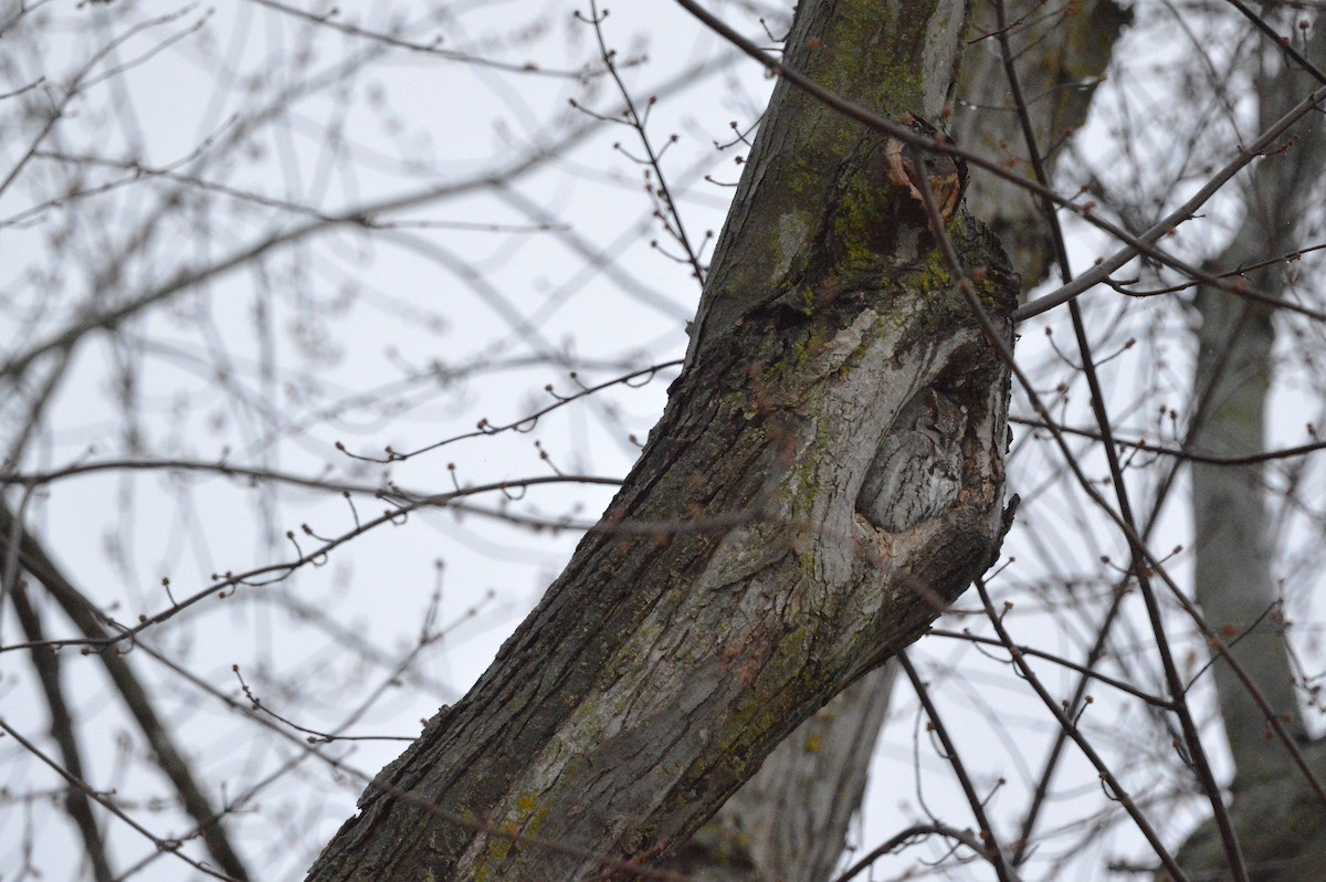 Eastern Screech-Owl - ML628361146