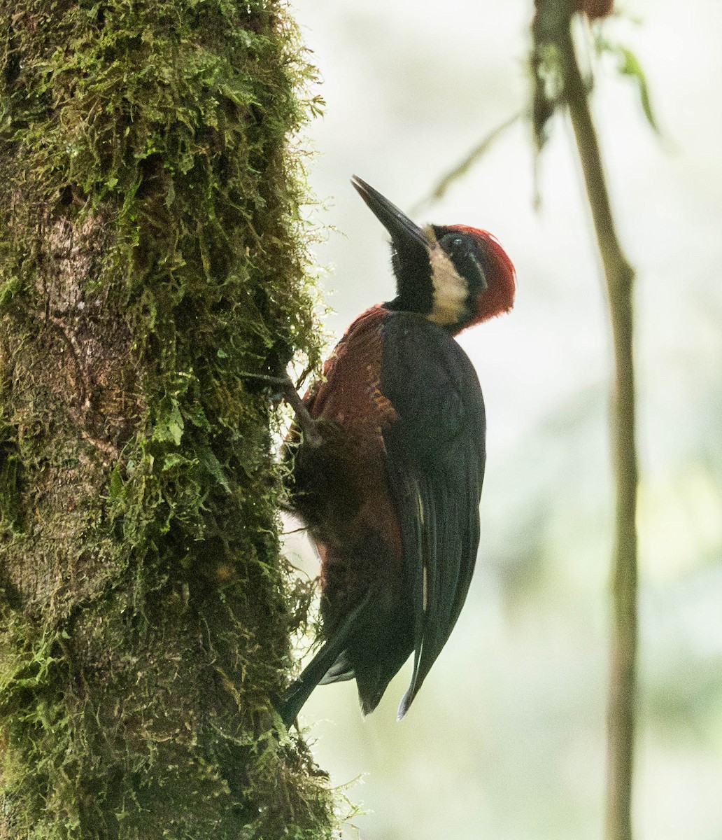 Crimson-bellied Woodpecker - ML628361212