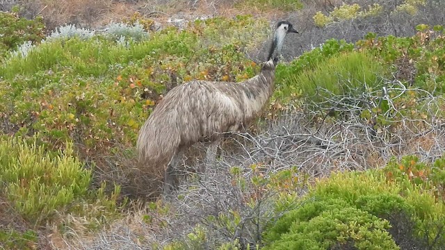 Emu - ML628361357