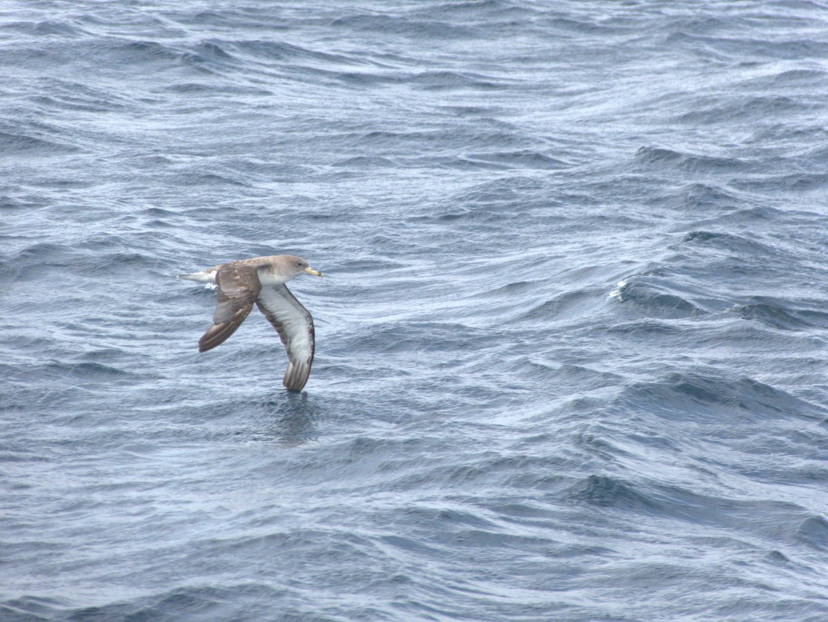 Cory's/Scopoli's Shearwater - ML628361450