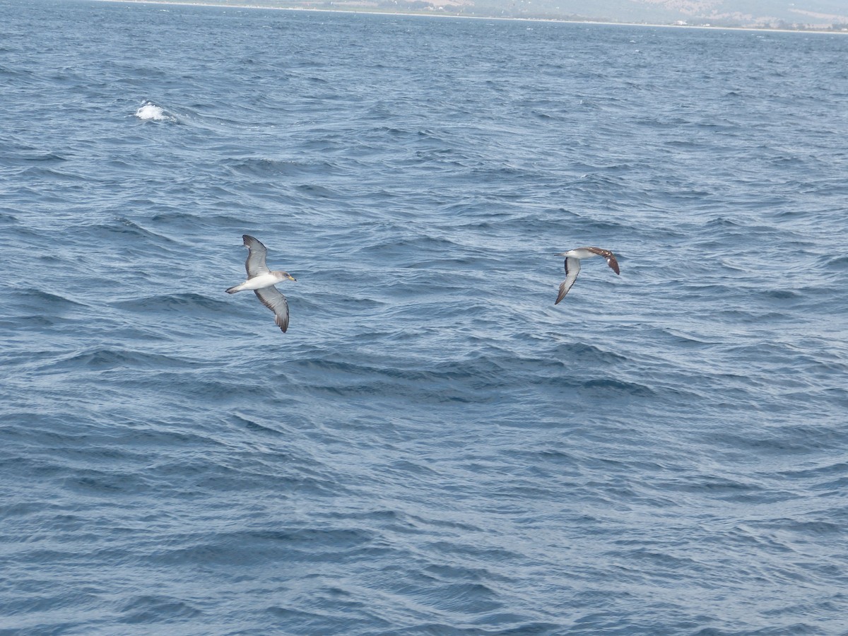 Cory's/Scopoli's Shearwater - ML628361452