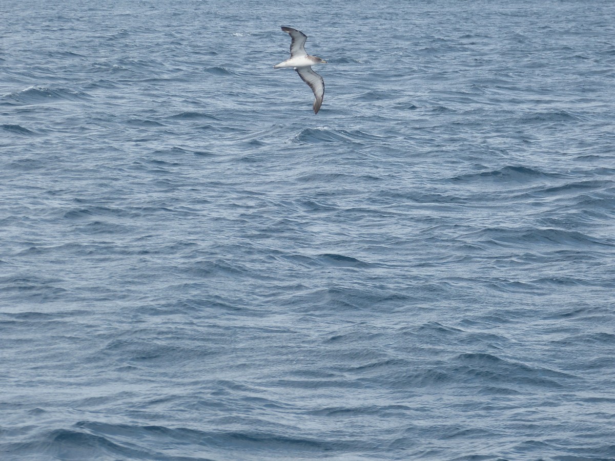 Cory's/Scopoli's Shearwater - ML628361453