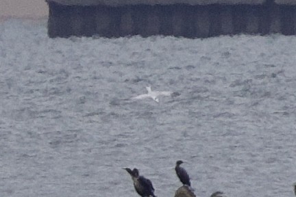 Royal Tern - ML628361461