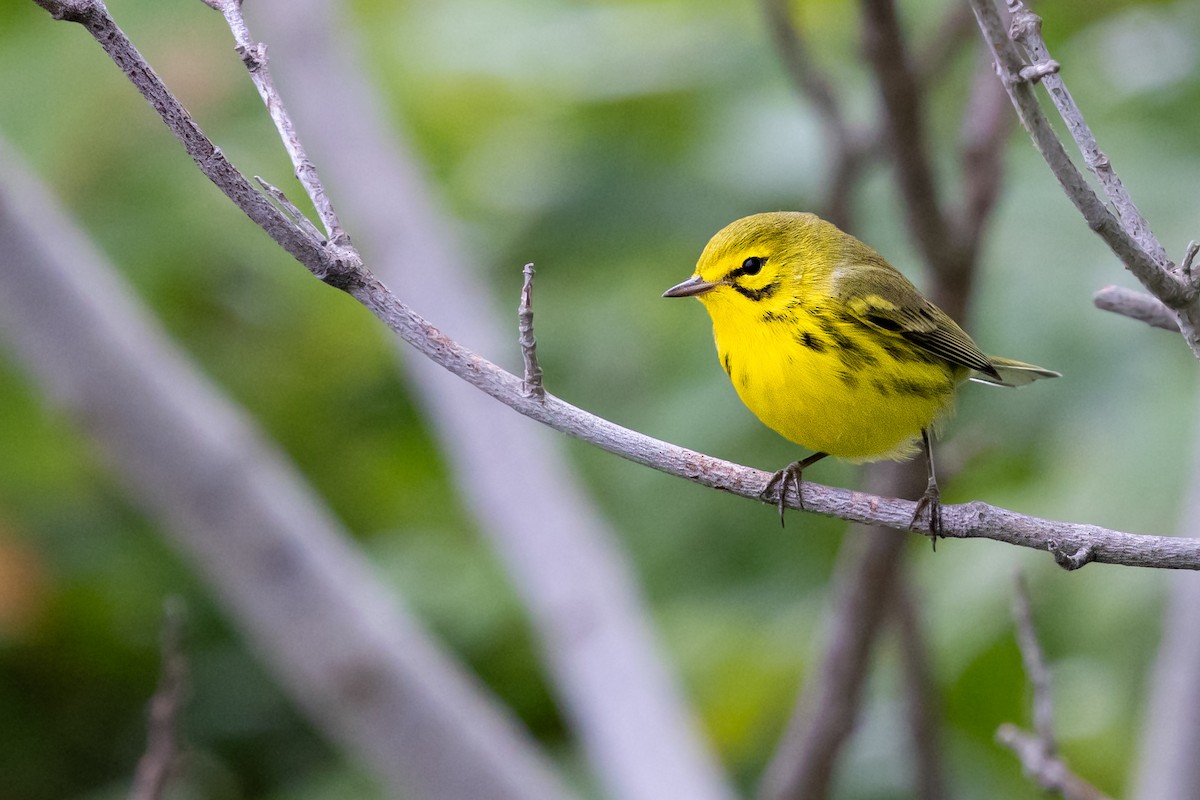 Prairie Warbler - ML628361468