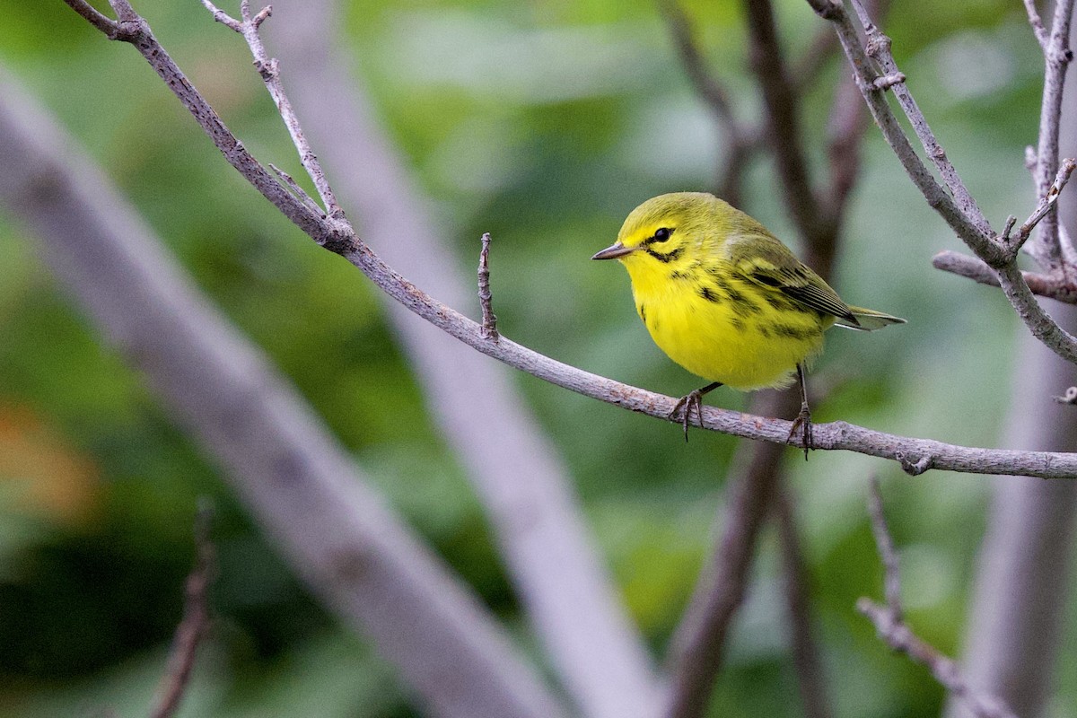 Prairie Warbler - ML628361469