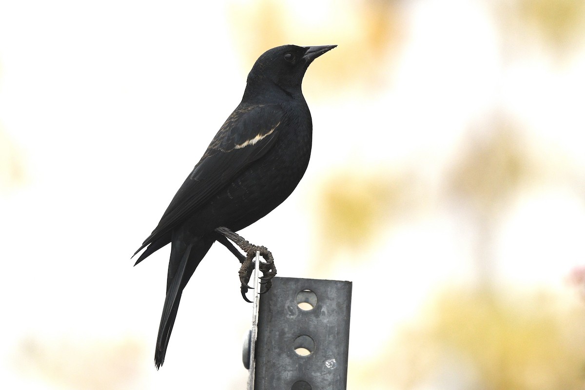 Tricolored Blackbird - ML628361513