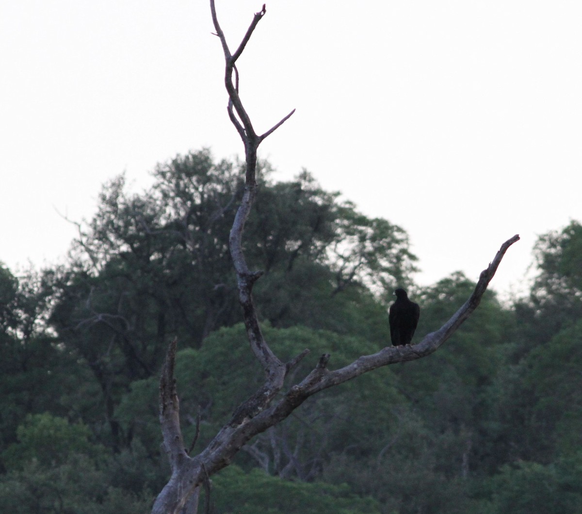 Verreaux's Eagle - ML628361601