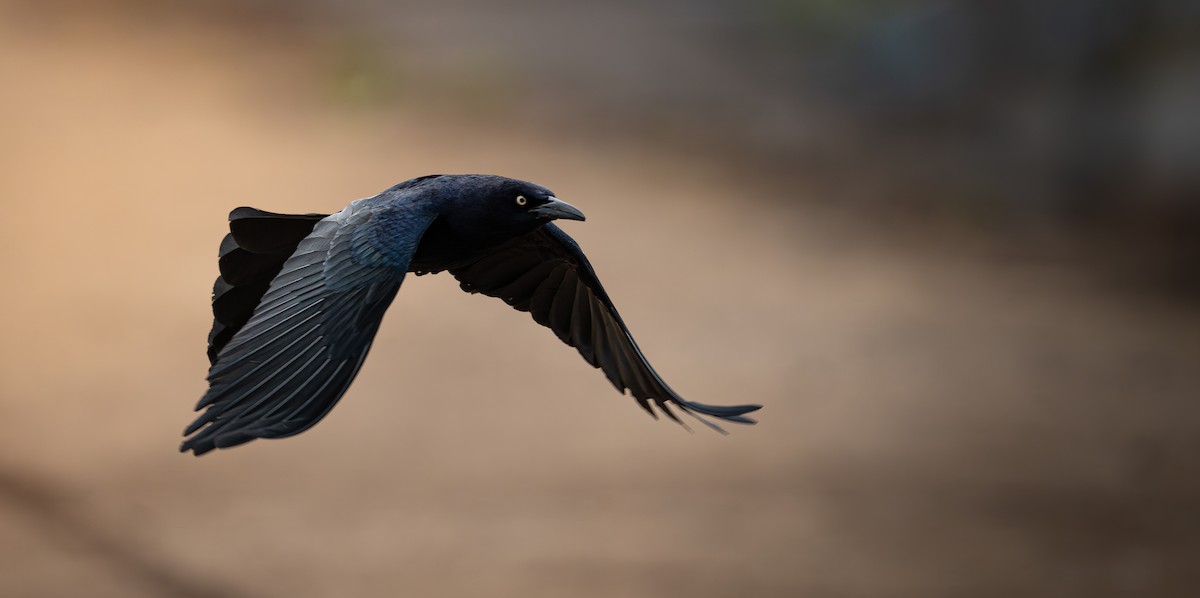 Great-tailed Grackle - ML628361692