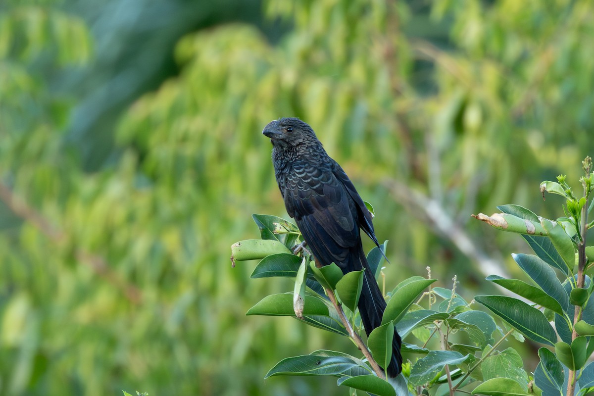 Smooth-billed Ani - ML628361763