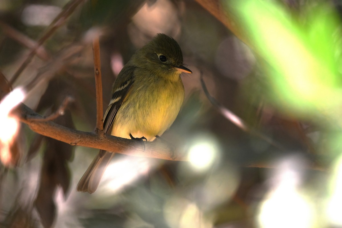 Western Flycatcher - ML628361987