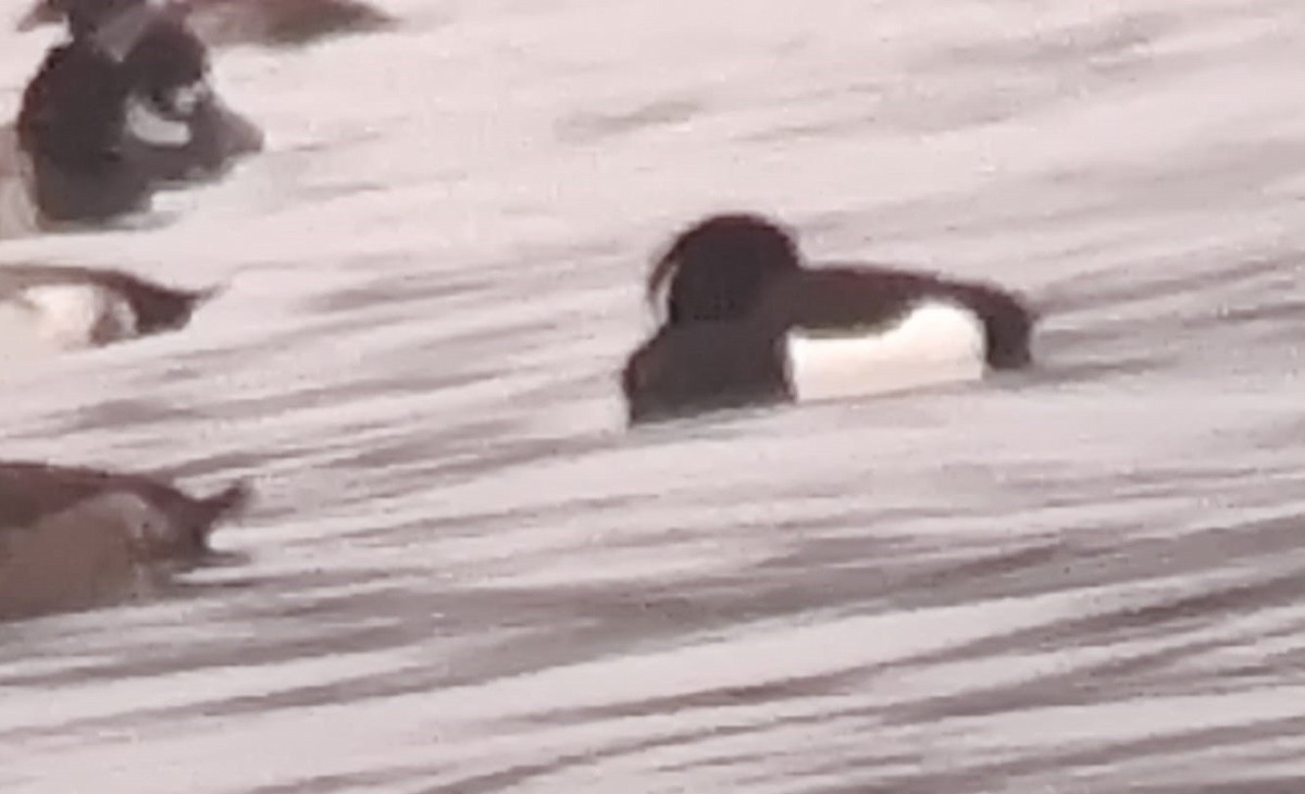 צולל מצויץ - ML628362032