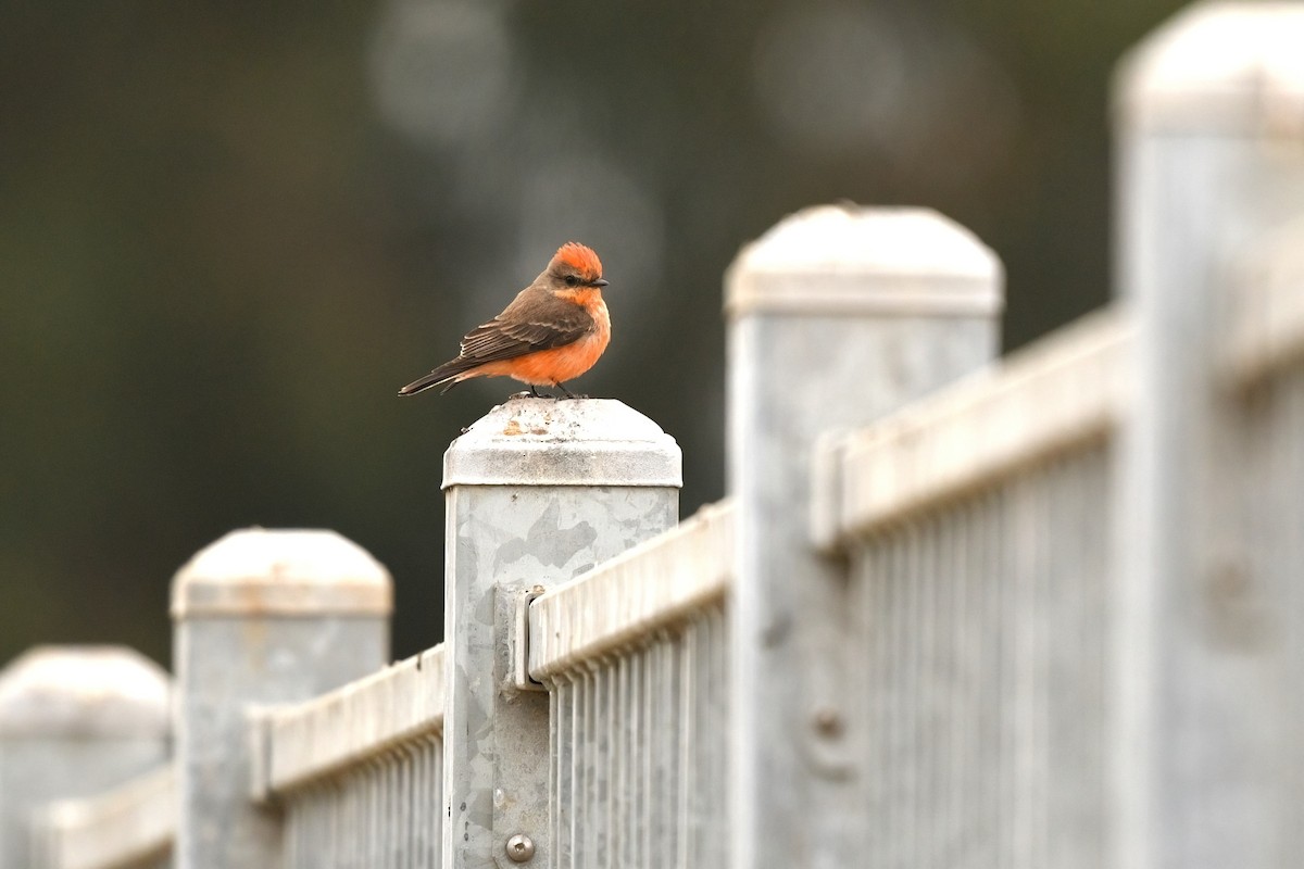 Vermilion Flycatcher - ML628362059