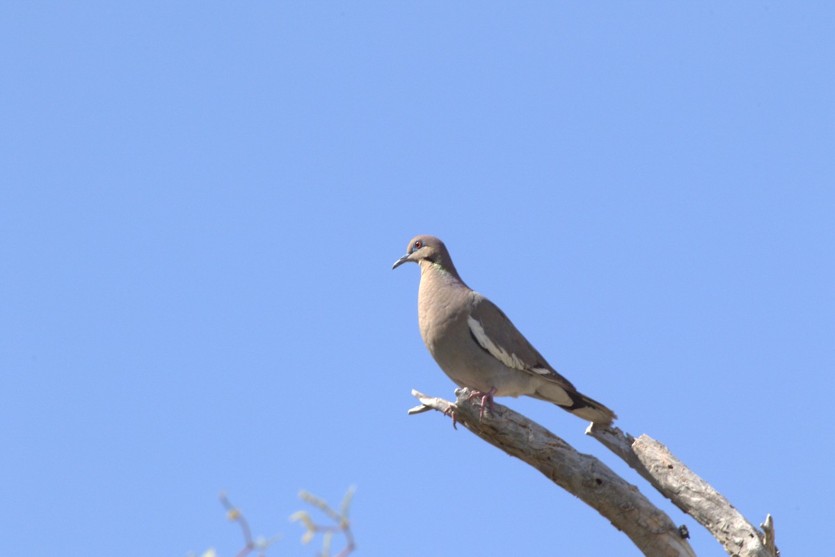 White-winged Dove - ML628362104