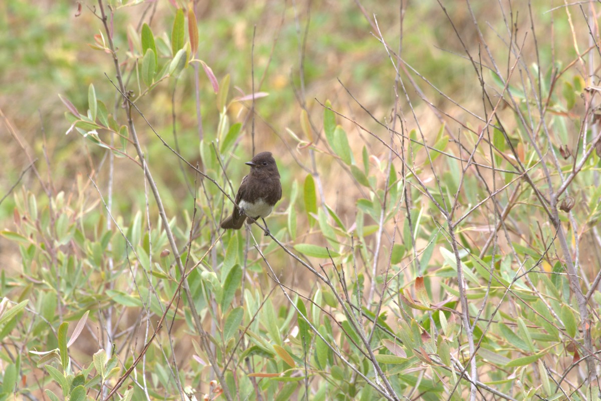 Black Phoebe - ML628362130