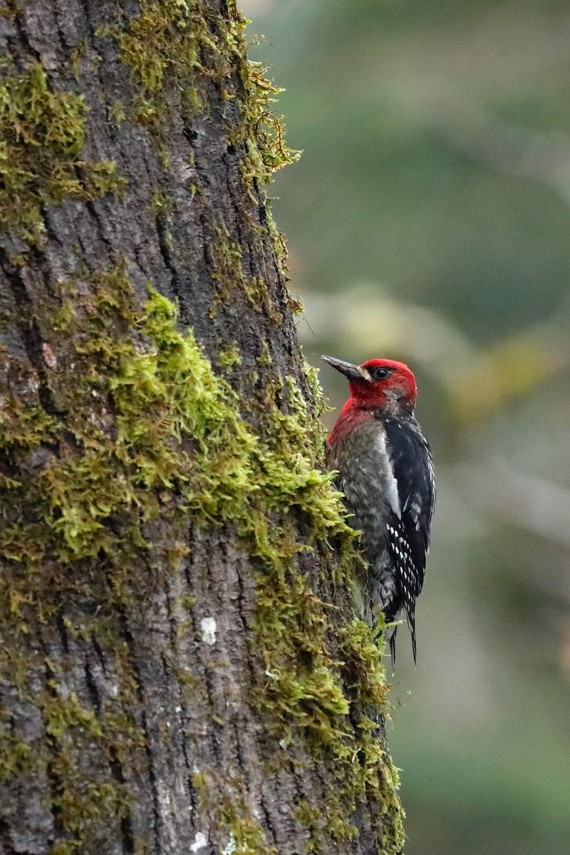 Red-breasted Sapsucker - ML628362192
