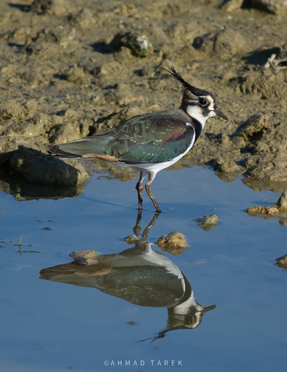 Pavoncella - ML628362201