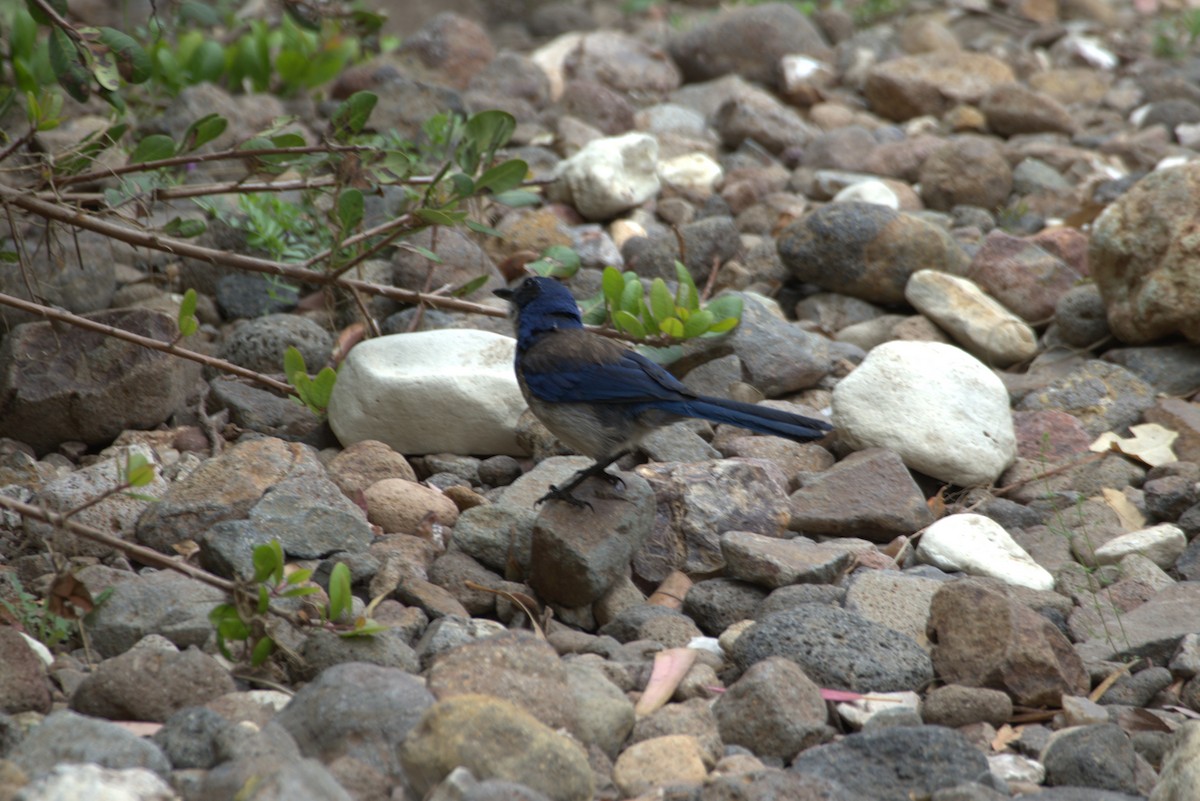 Island Scrub-Jay - ML628362204