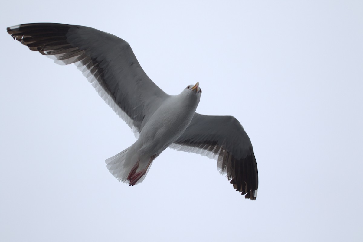 Western Gull - ML628362259