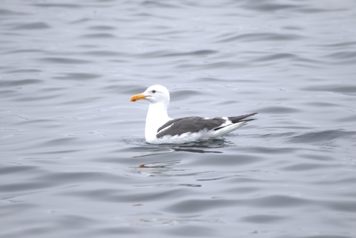 Western Gull - ML628362260