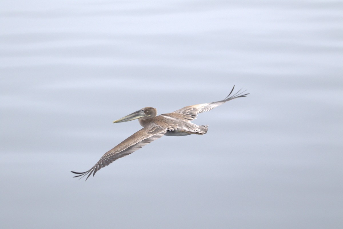 Brown Pelican - ML628362268