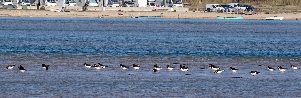 Eurasian Oystercatcher - ML628362343