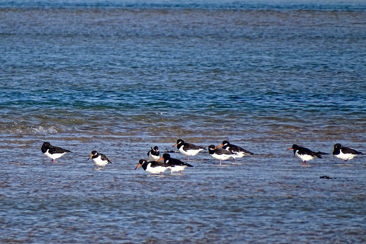 Eurasian Oystercatcher - ML628362344