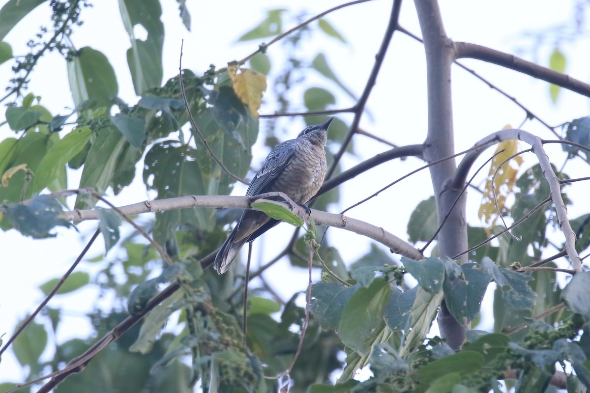 Oruguero de Célebes - ML628362372
