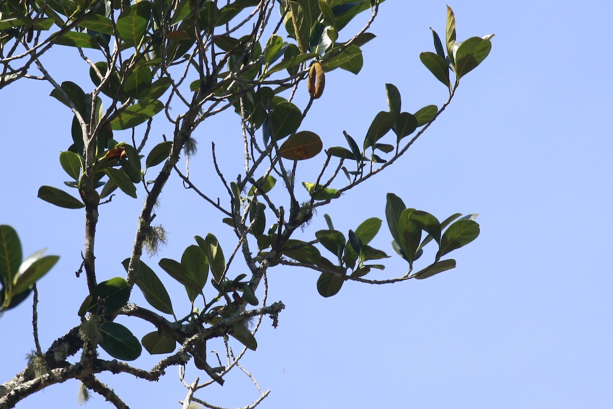 Pygmy Hanging-Parrot - ML628362439