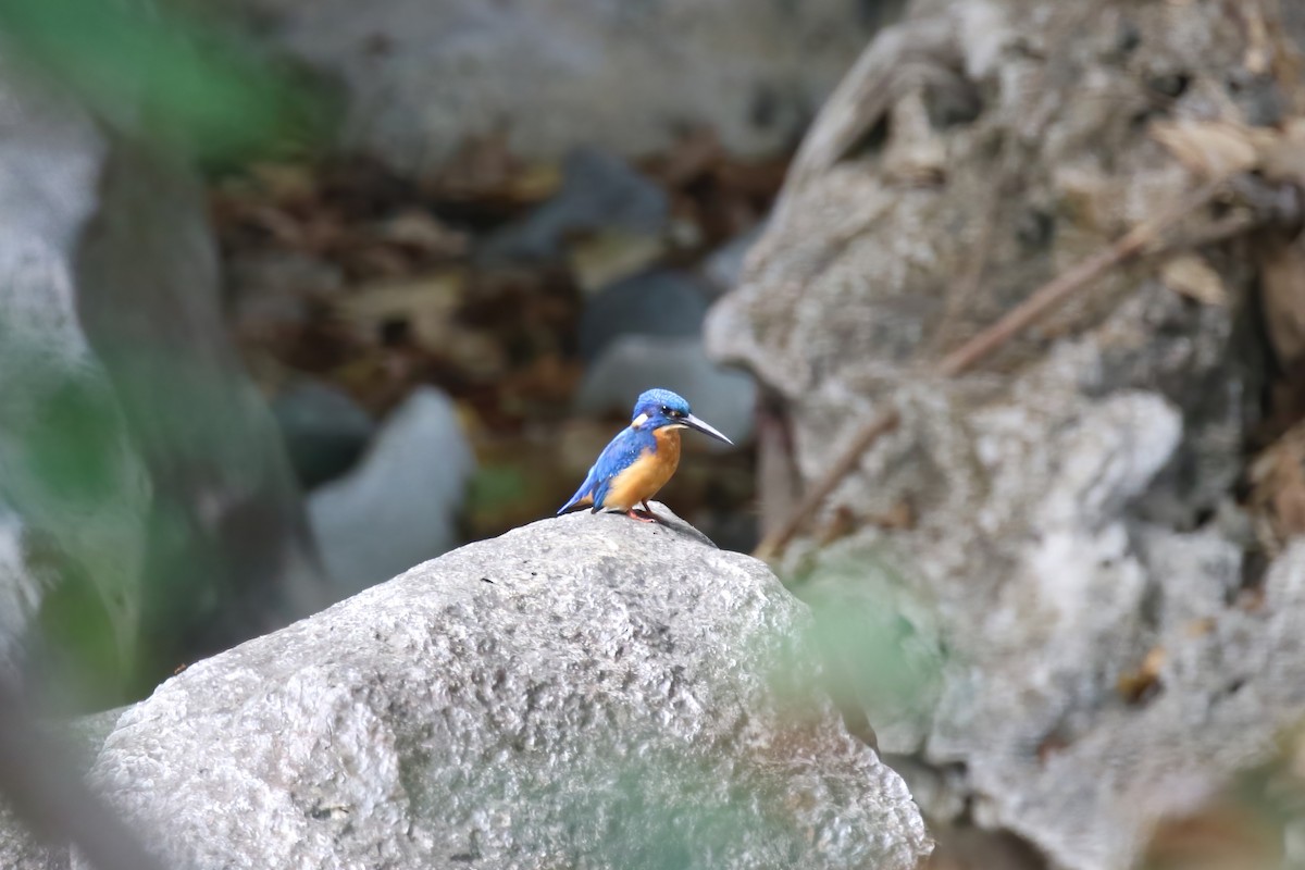 Common Kingfisher (Cobalt-eared) - Jildert Hijlkema