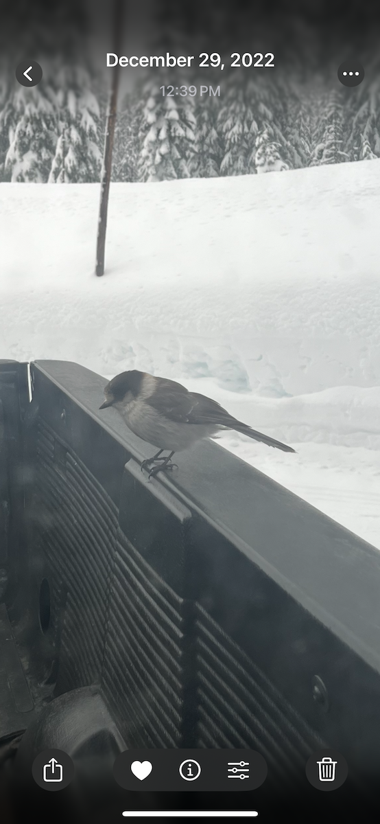 Canada Jay - ML628362679