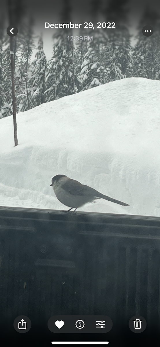 Canada Jay - ML628362680