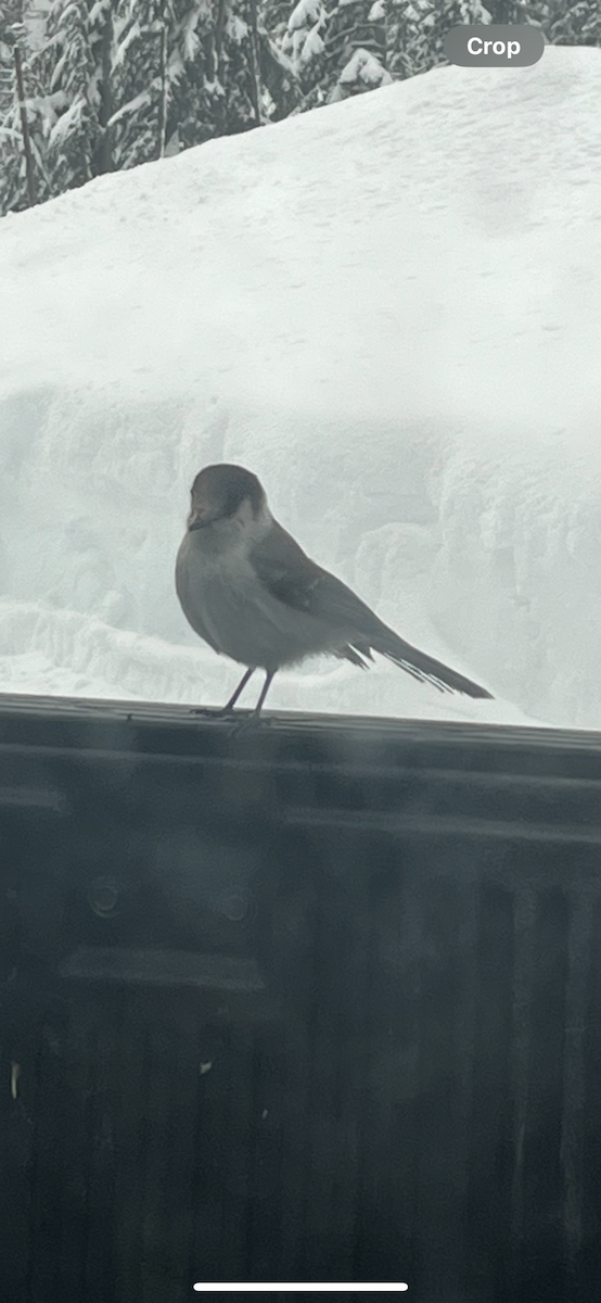 Canada Jay - ML628362681