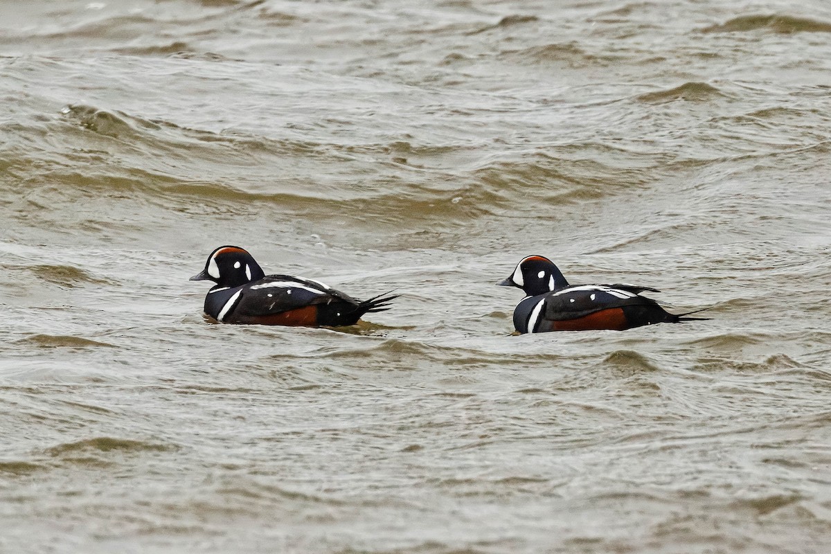 Harlequin Duck - Rob  Sielaff