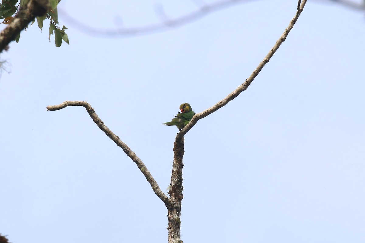 Yellow-cheeked Lorikeet - ML628362710