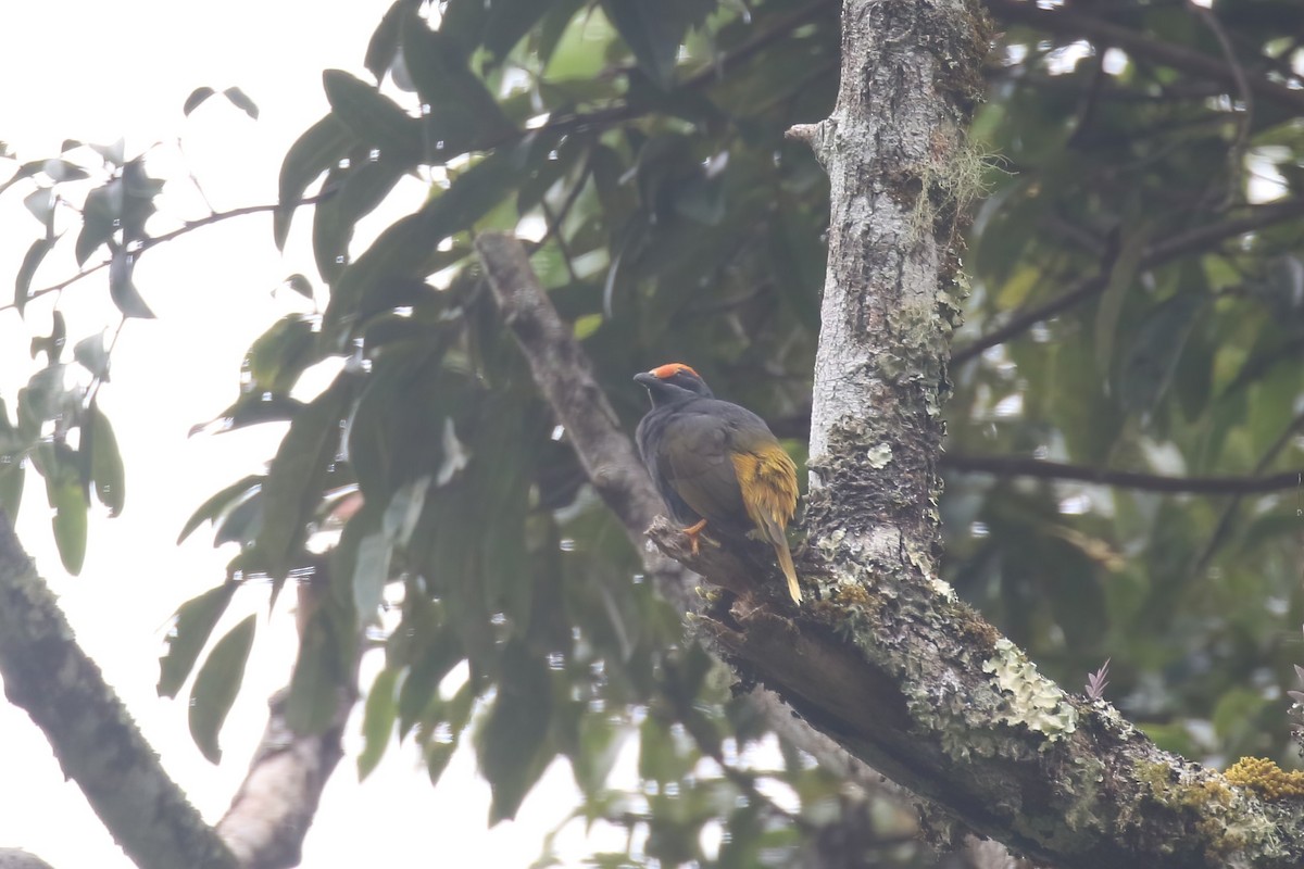 Fiery-browed Myna - ML628362729