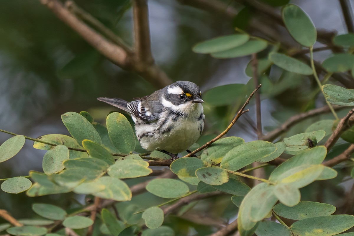 Black-throated Gray Warbler - ML628362775