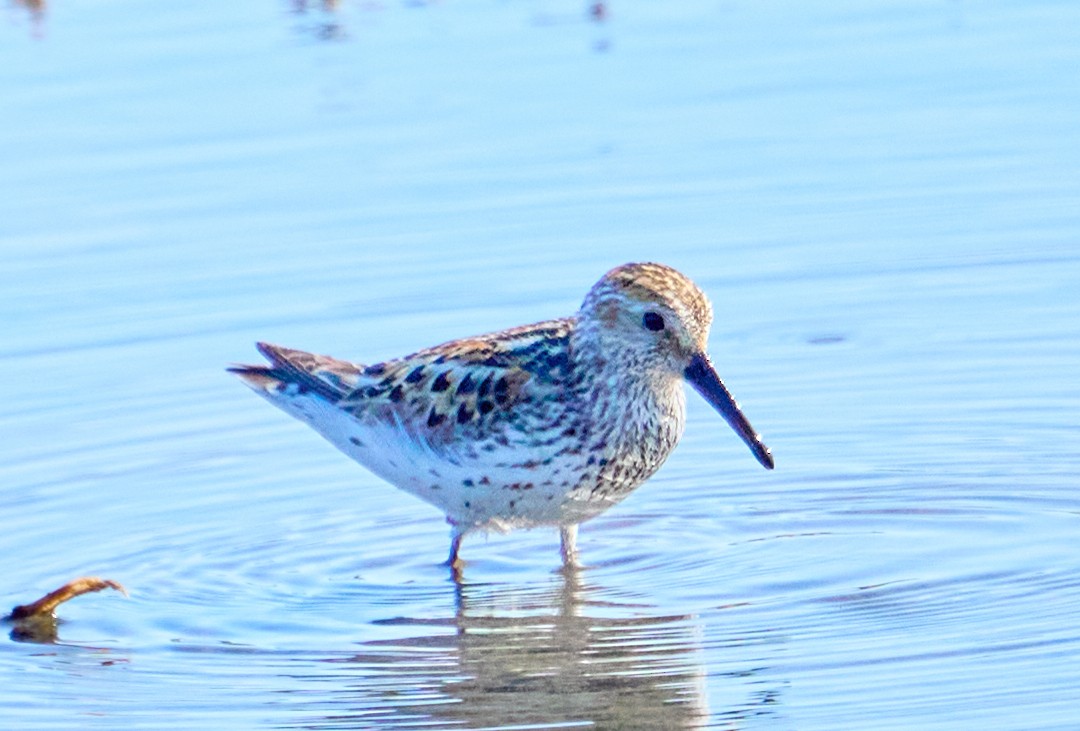 Western Sandpiper - ML628362852