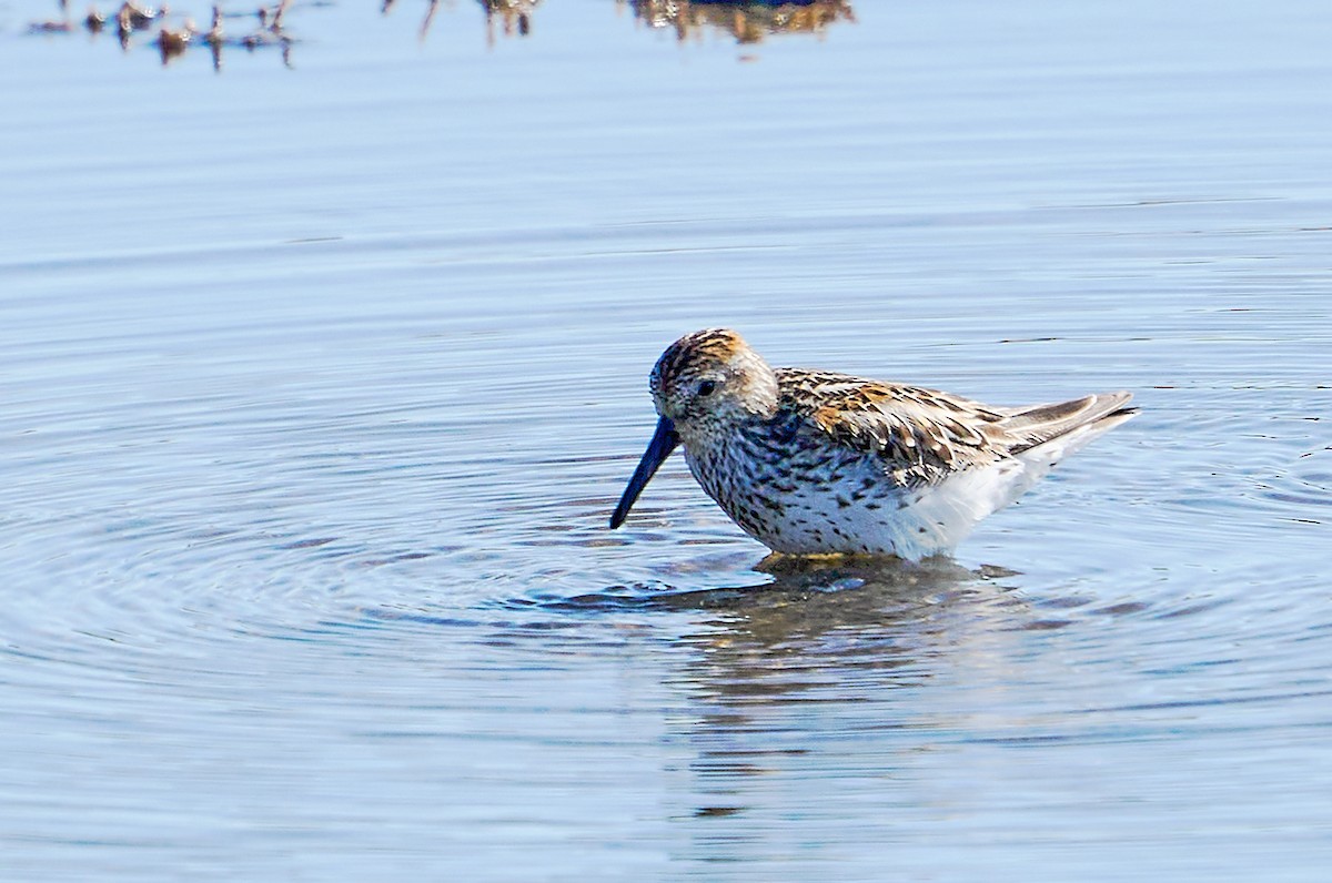 Western Sandpiper - ML628362853