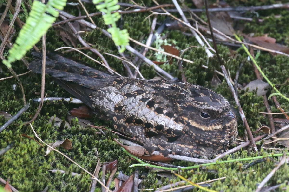 lelek vulkánový - ML628363007