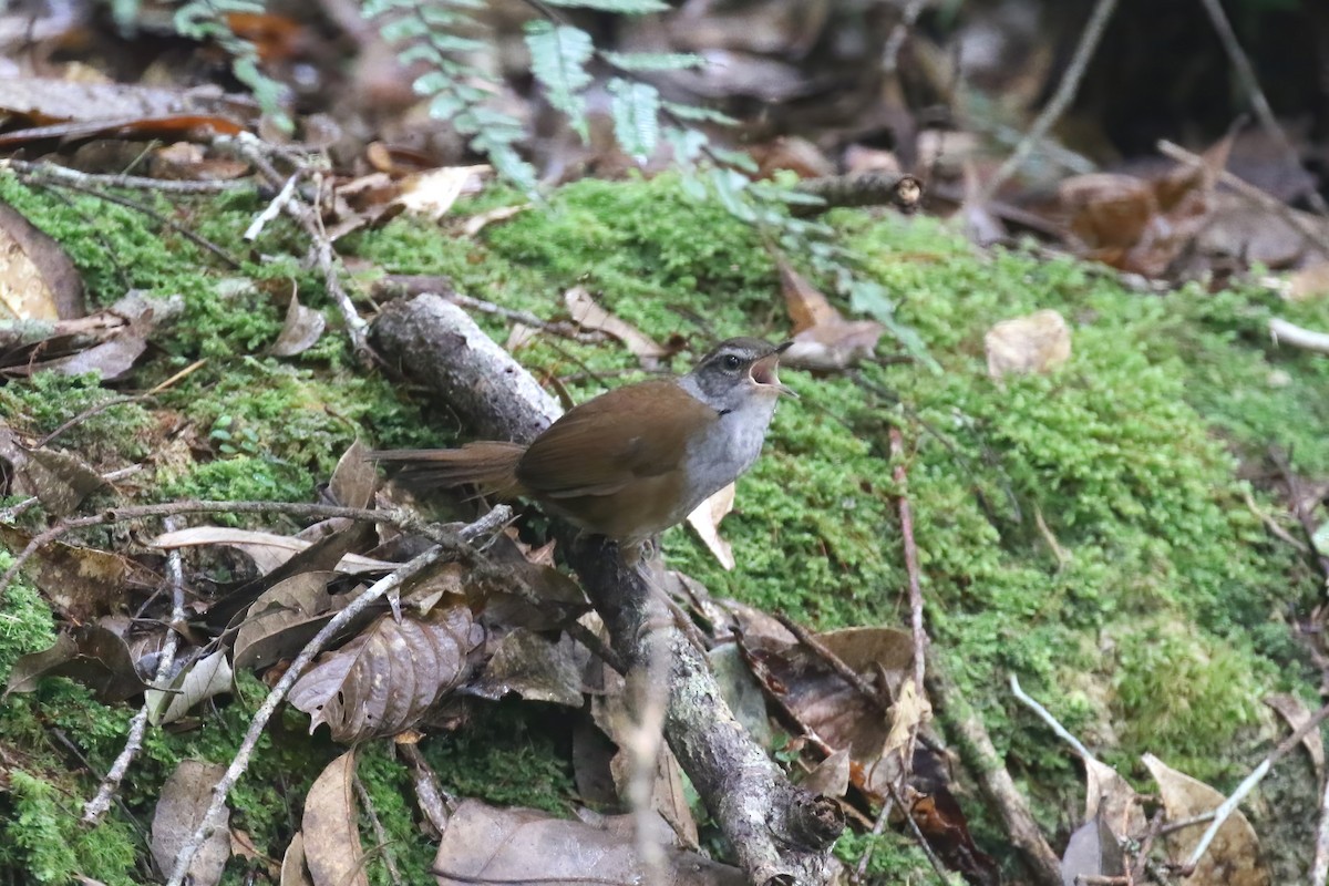 Sulawesi Bush Warbler - ML628363100