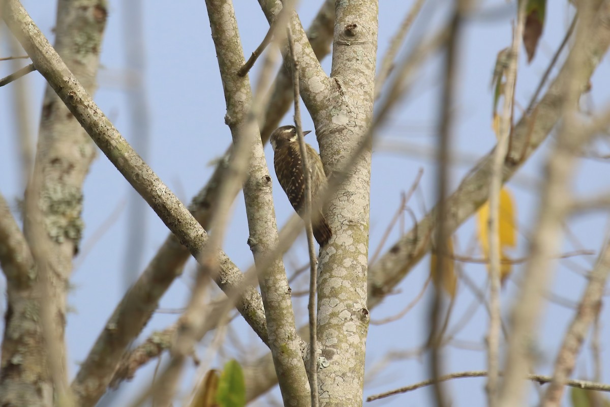 Sulawesi Pygmy Woodpecker - ML628363198