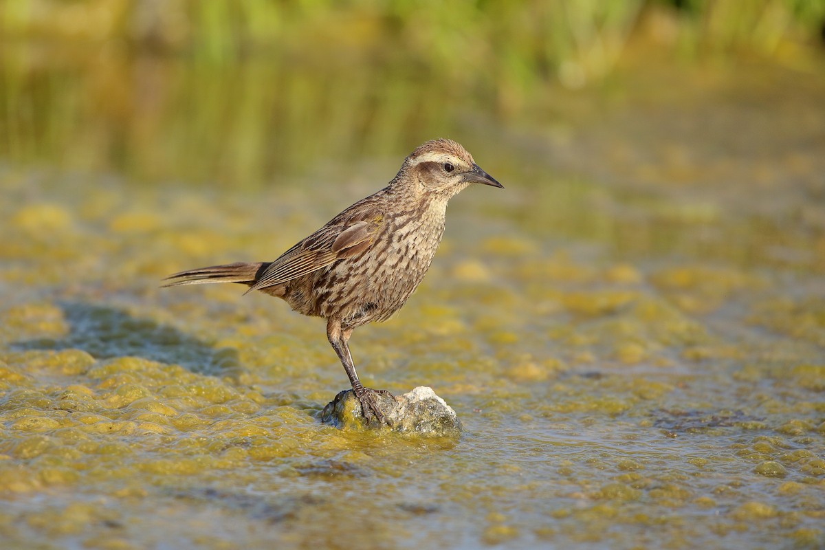 Yellow-winged Blackbird - ML628363213