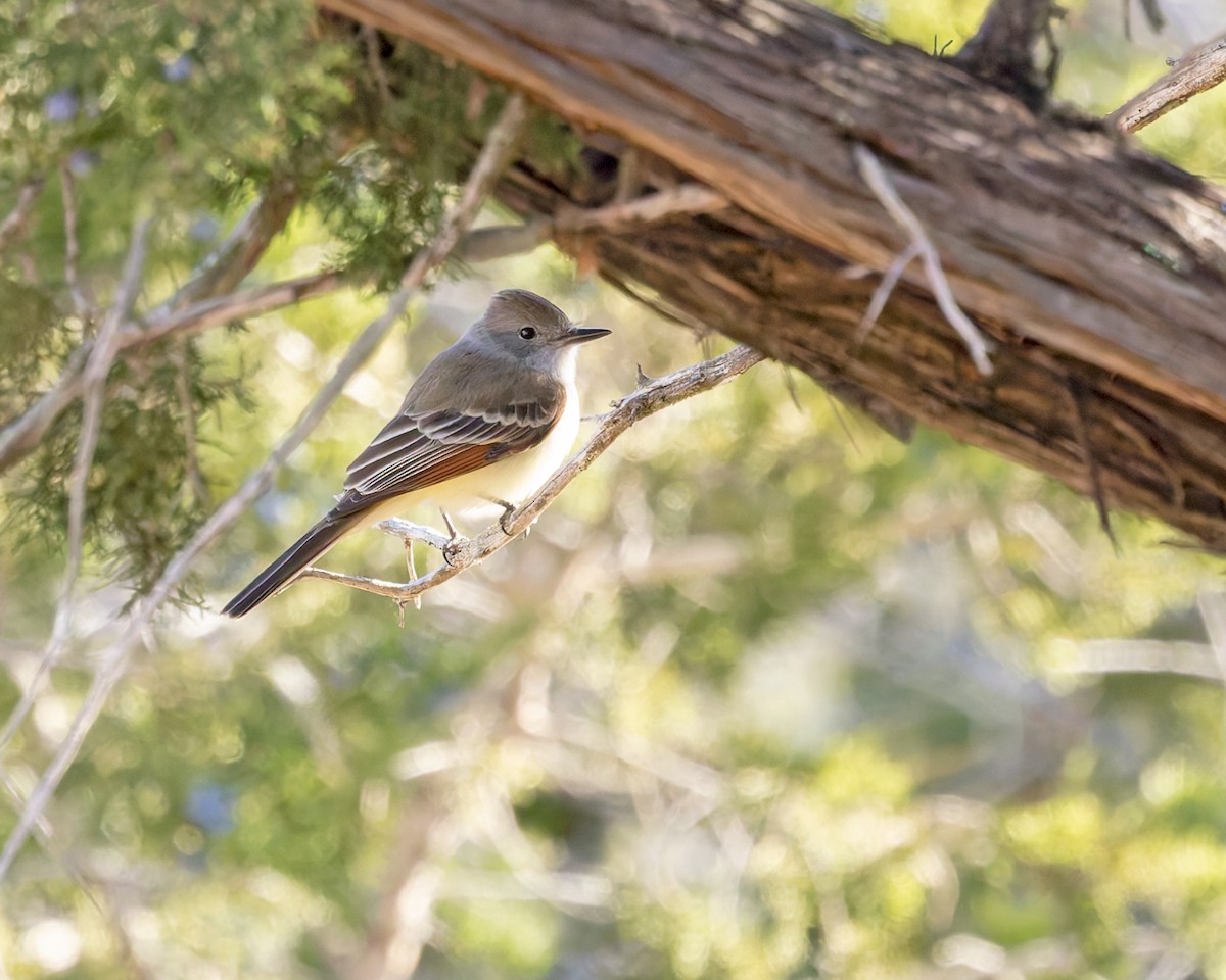 eBird Checklist - 1 Jan 2025 - McClelland Ranch (Private) - 28 species