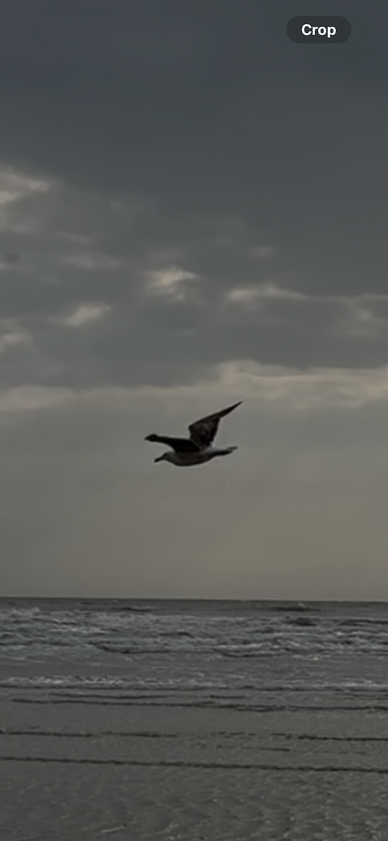 Kelp Gull - ML628363338