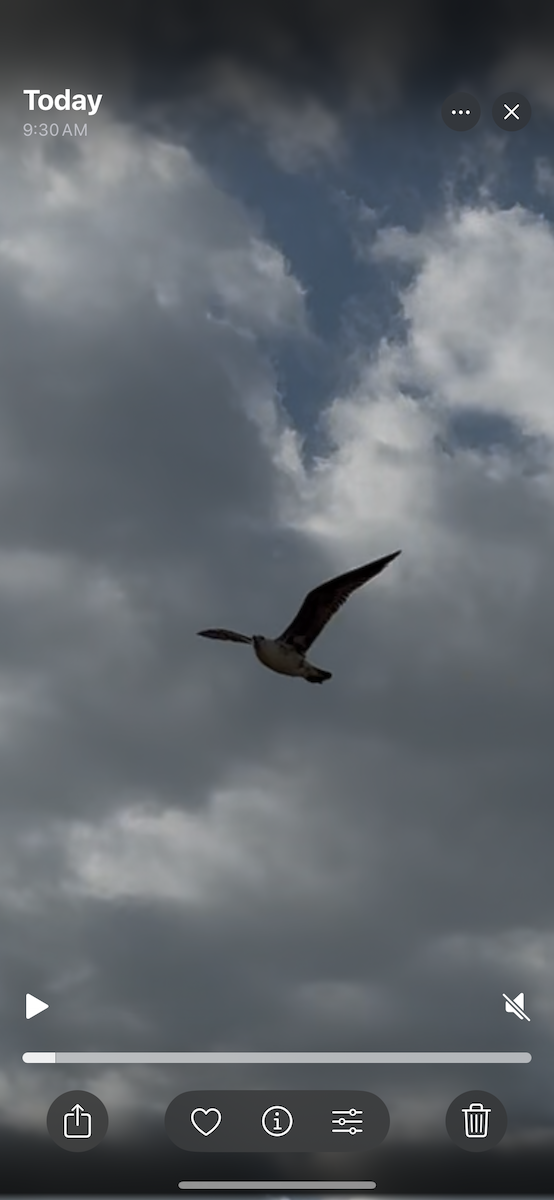 Kelp Gull - ML628363339